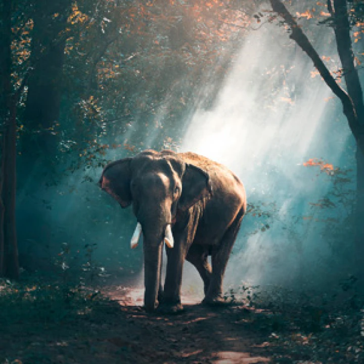 PM NU NAT ELEPHA B 1000x2550x3